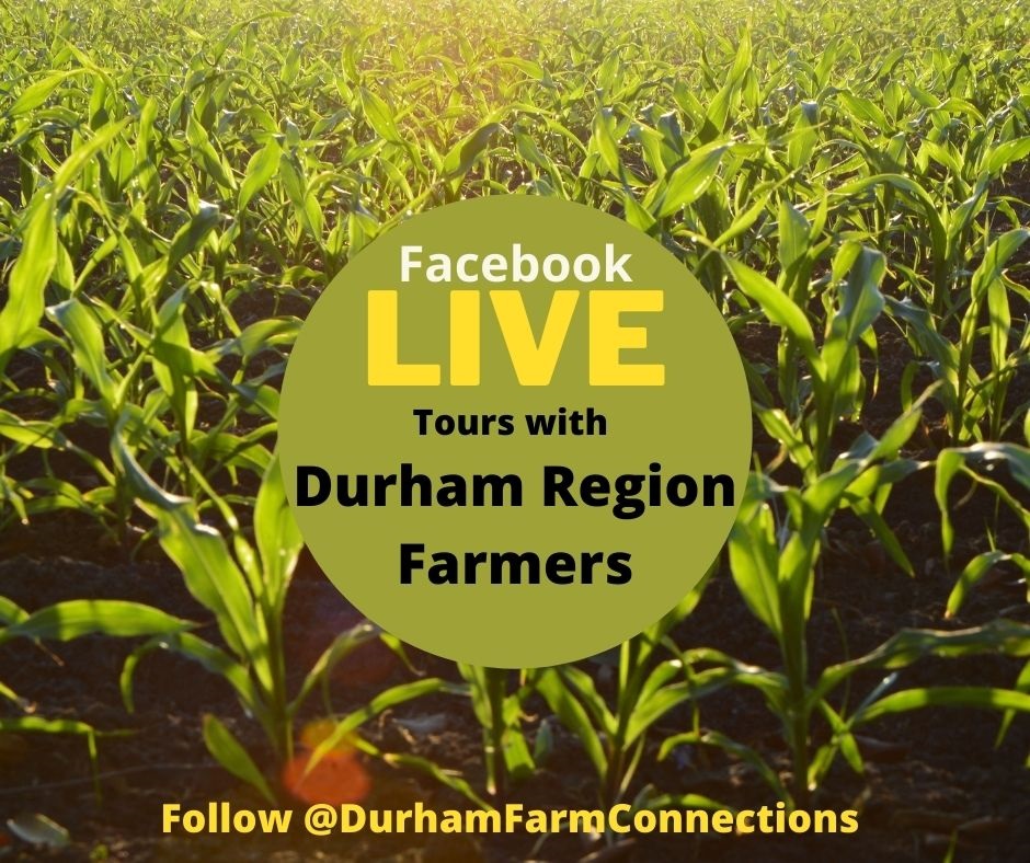 Durham Region Virtual Farm Tours throughout 2021 Food and FarmingFood and Farming